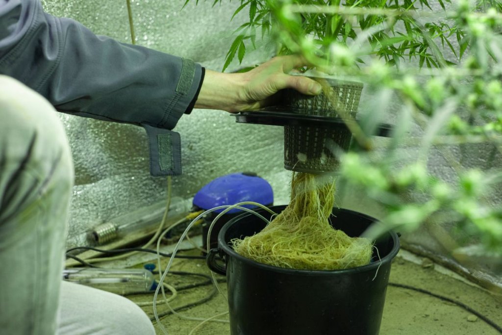 DIY vs. Pre-Bottled Cannabis Fertilizers: Which Feeding Strategy Is Best for Your Grow?
